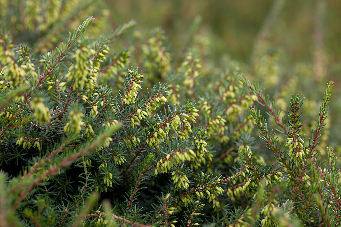 Erica darleyensis