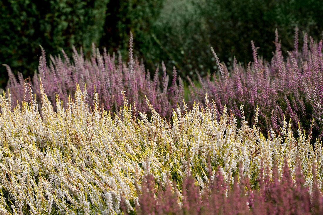 Calluna vulgaris