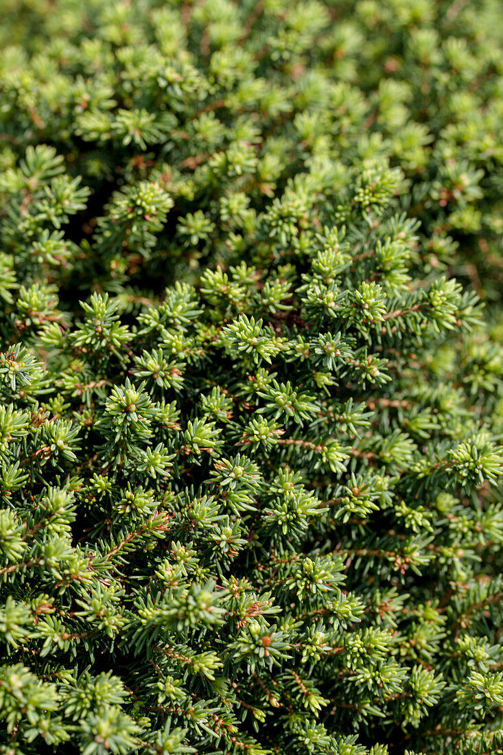 Picea abies 'Little Gem'