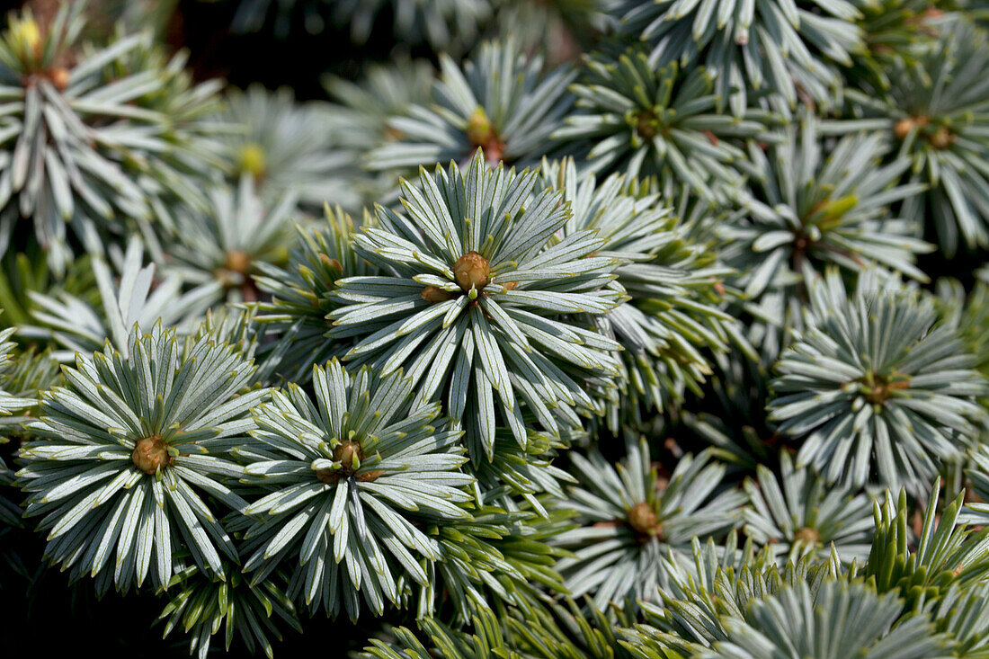 Picea sitchensis 'Nana'