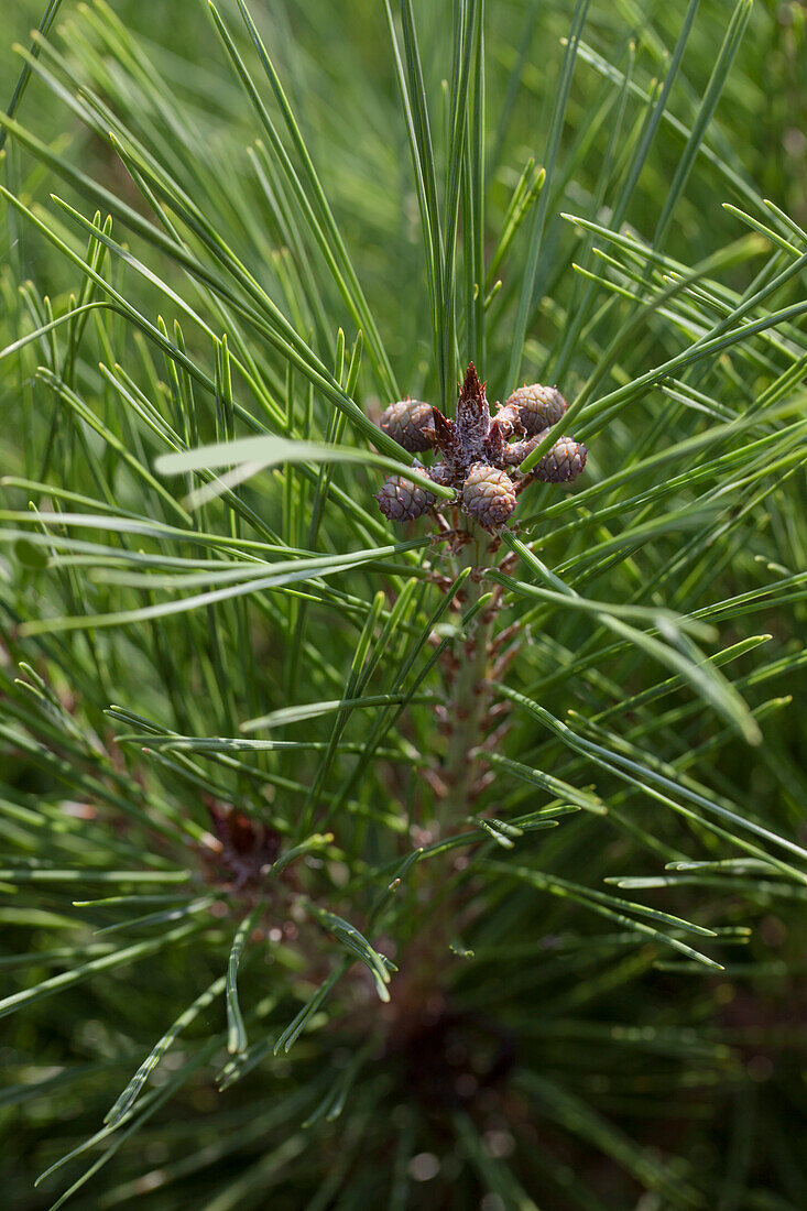 Pinus densiflora 'Pumila'