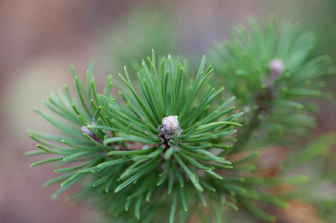 Pinus mugo 'Mitsch Mini