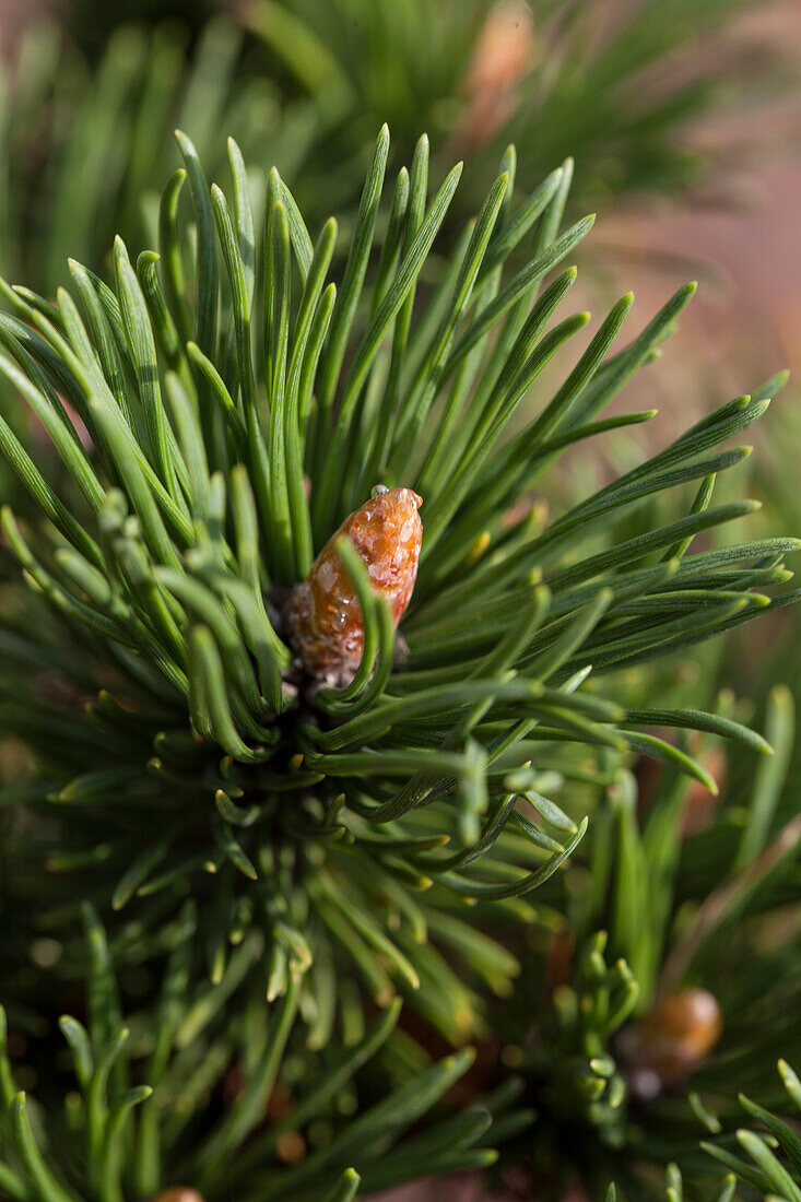 Pinus mugo 'Peterle'