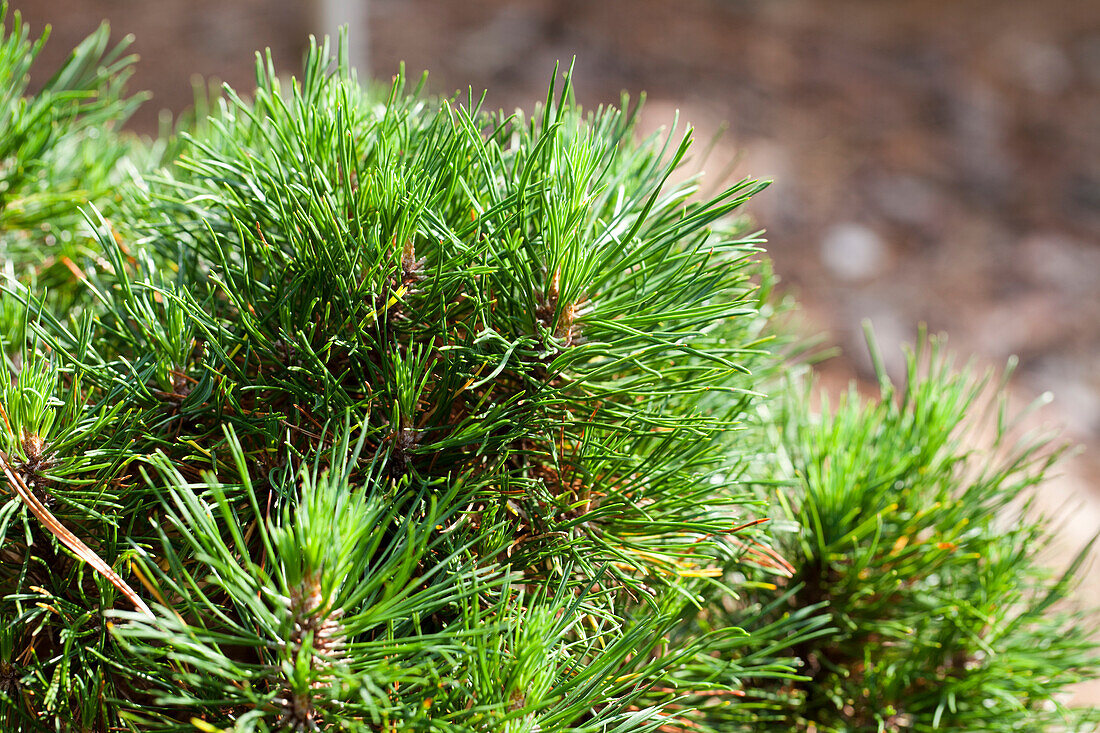 Pinus mugo 'Varella'