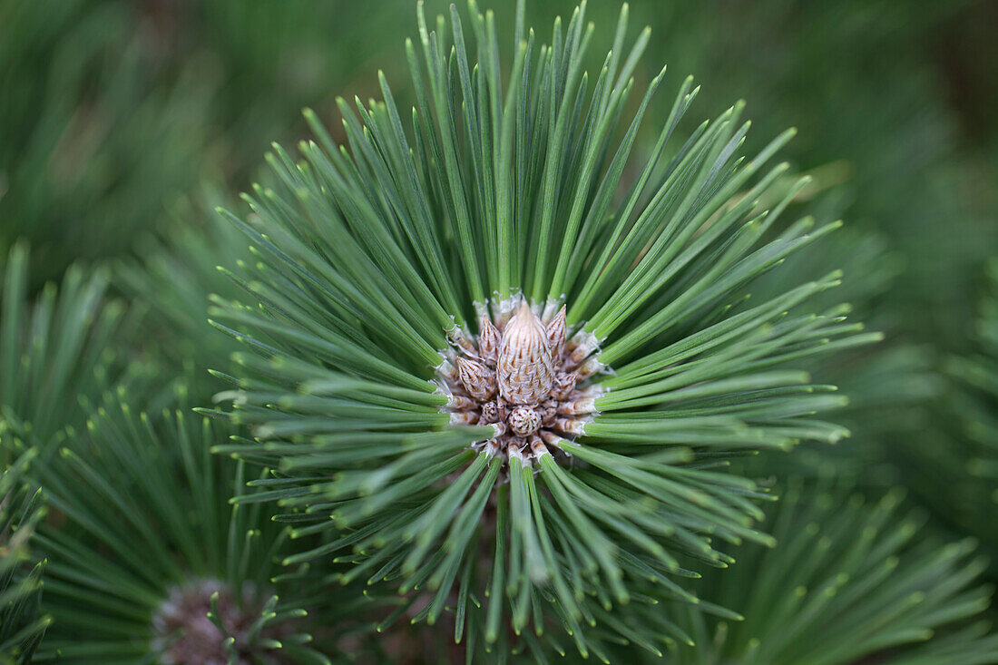 Pinus nigra 'Helga'