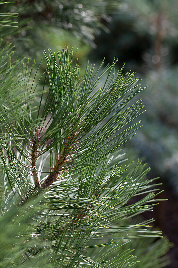 Pinus nigra 'Nana'