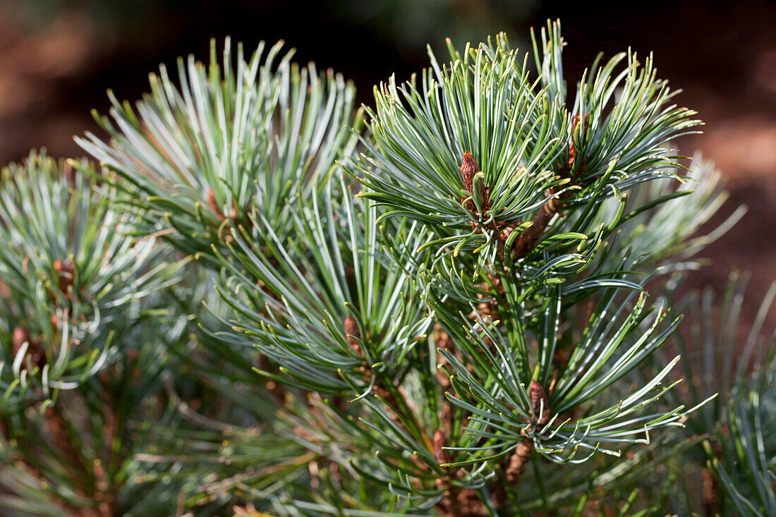 Pinus pumila 'Jeddeloh
