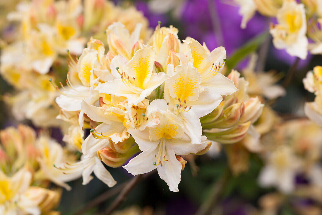 Rhododendron luteum 'Daviesii'