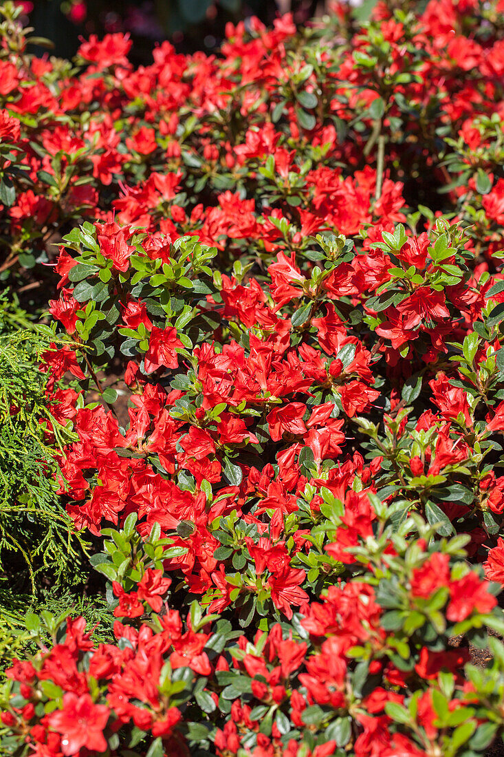 Rhododendron obtusum Fridoline