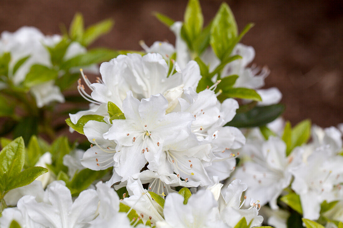 Rhododendron obtusum 'Patricia Barmold