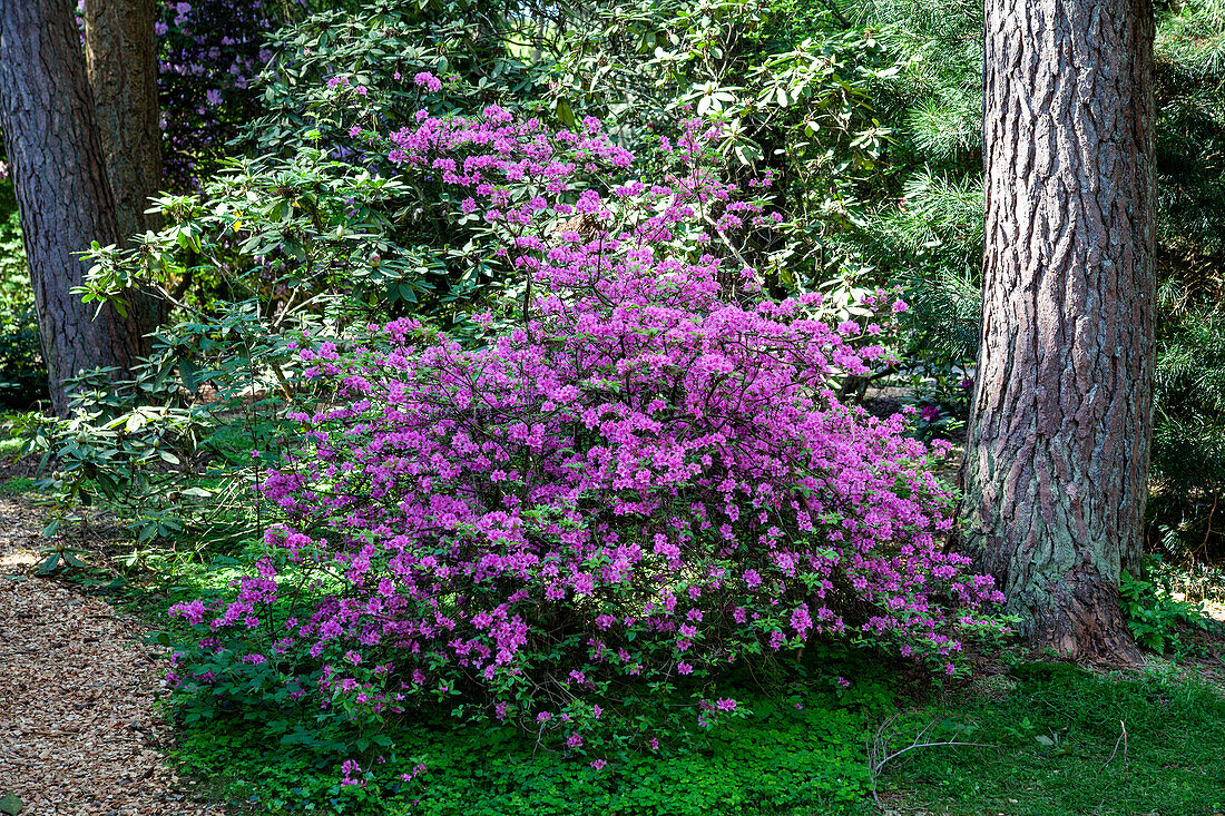 Rhododendron 'Praecox'