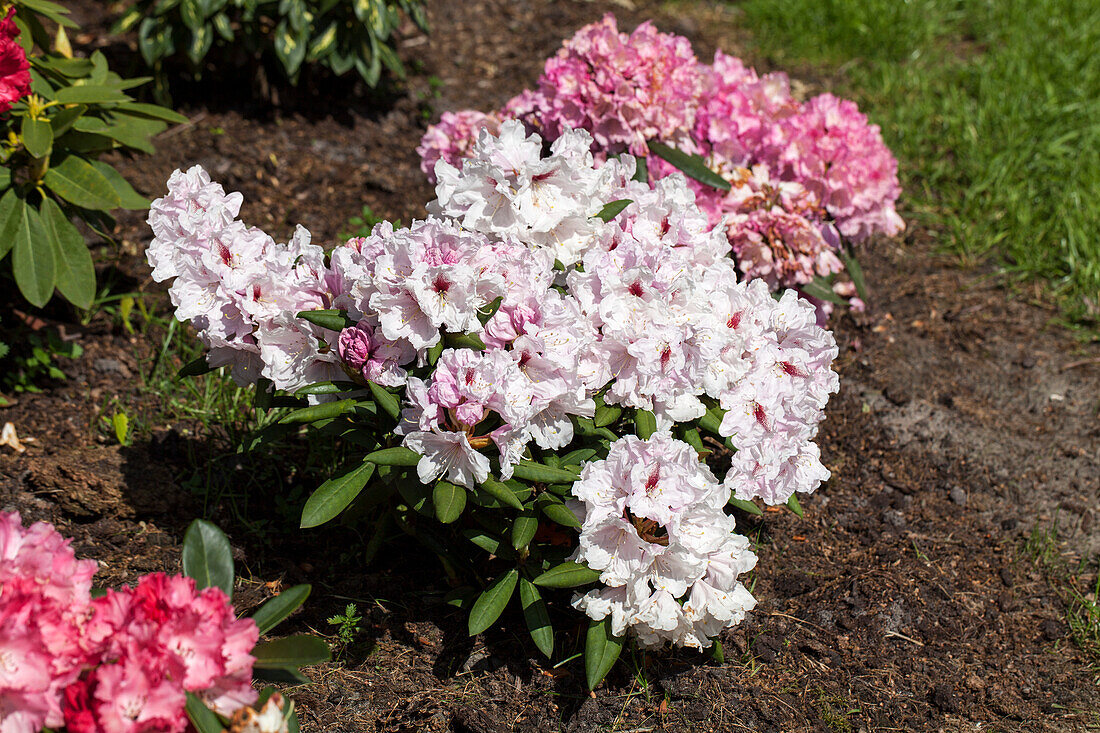 Rhododendron yakushimanum 'A. Bedford'