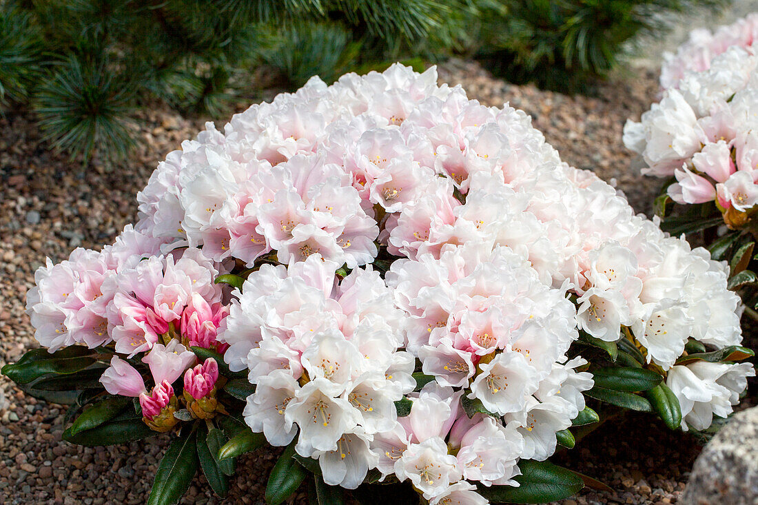 Rhododendron yakushimanum 'Edelweiß'