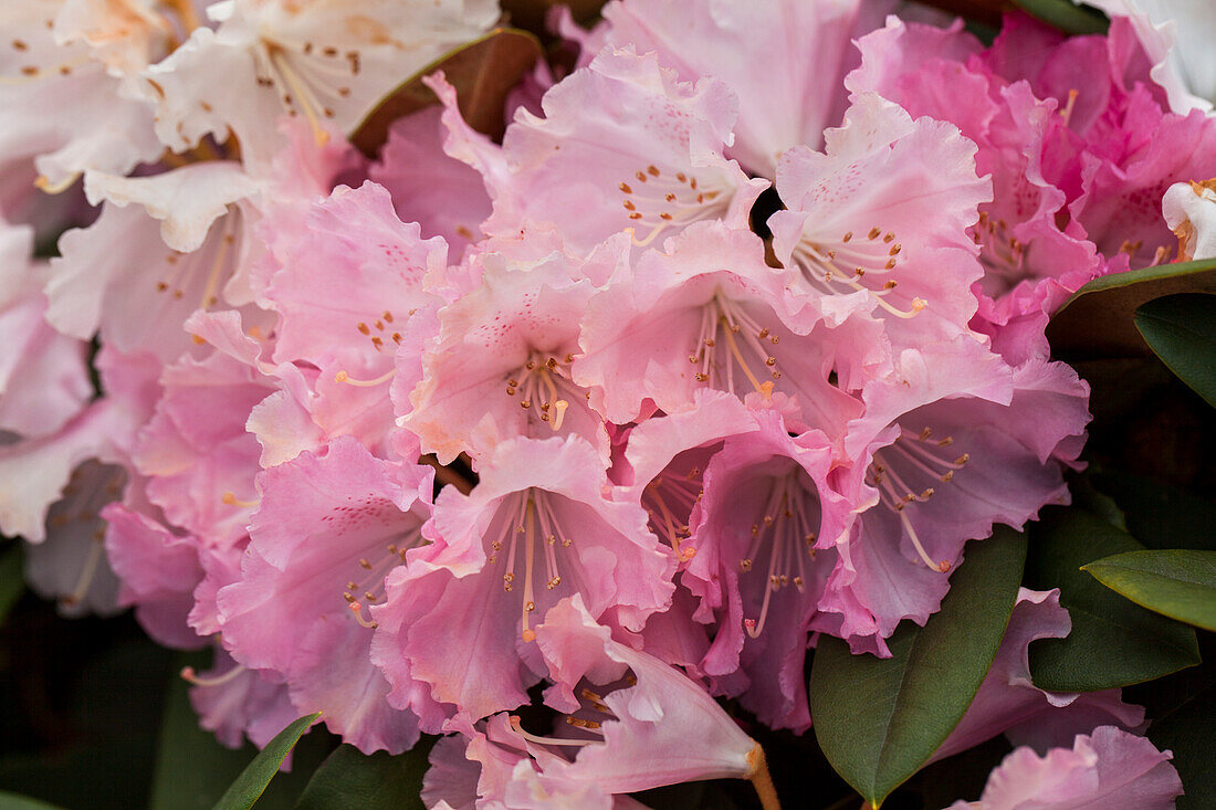 Rhododendron yakushimanum 'Friederike'