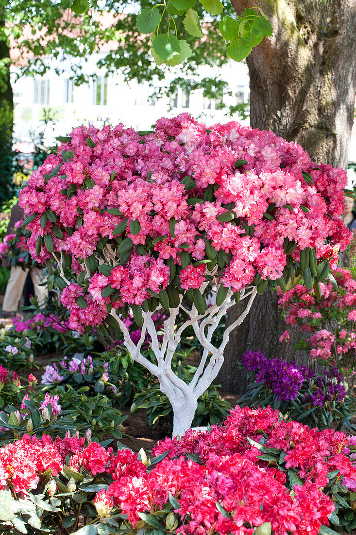 Rhododendron yakushimanum 'Gunborg'