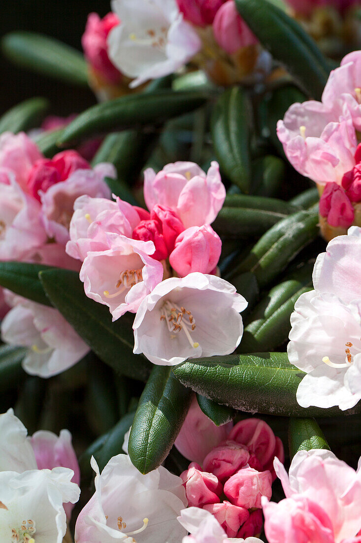 Rhododendron yakushimanum 'Koichiro Wada'