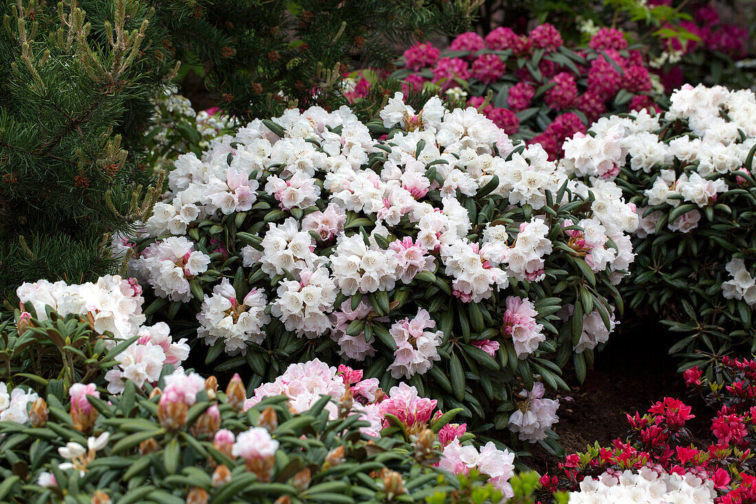 Rhododendron yakushimanum 'Koichiro Wada'