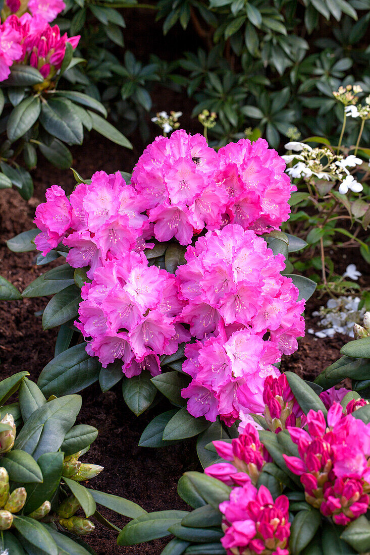 Rhododendron yakushimanum 'Polaris'