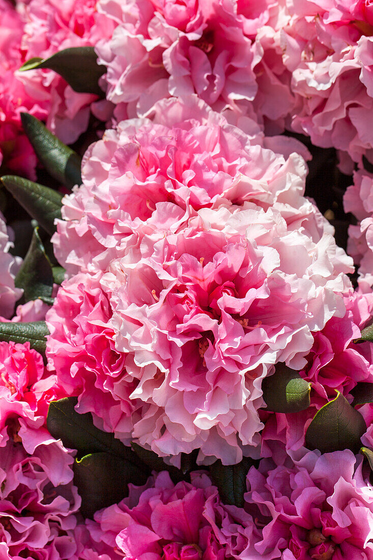 Rhododendron yakushimanum