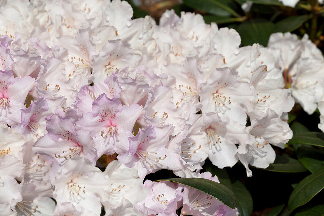 Rhododendron yakushimanum 'Snowcrown'