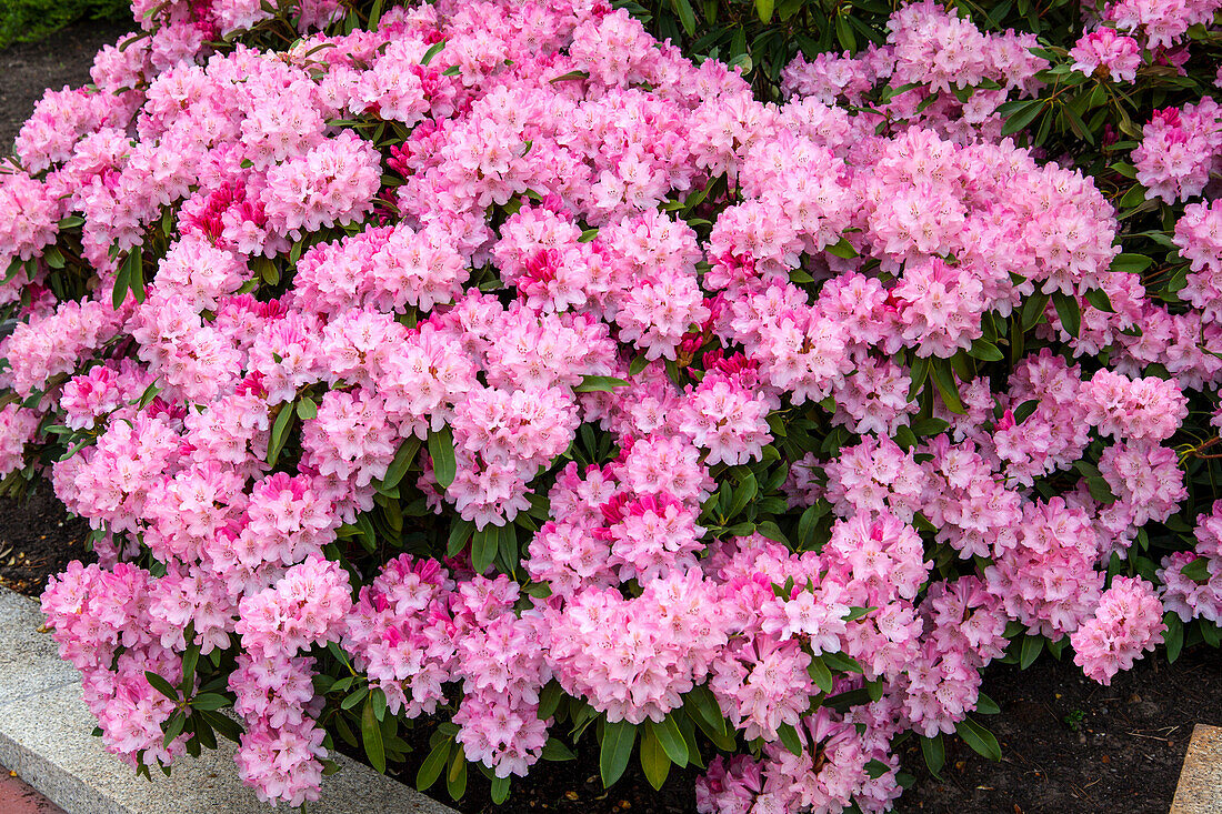 Rhododendron yakushimanum 'Tina Heinje'