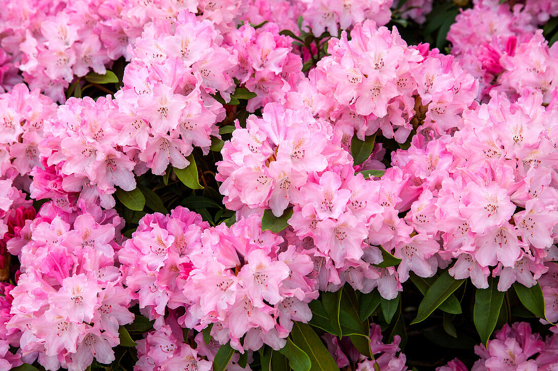 Rhododendron yakushimanum 'Tina Heinje' 'Tina Heinje