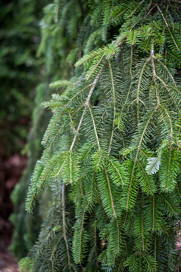 Abies alba 'Pendula'