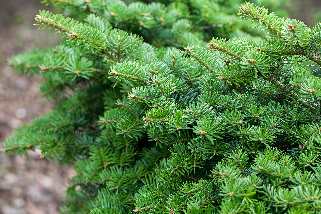 Abies balsamea 'Le Feber'