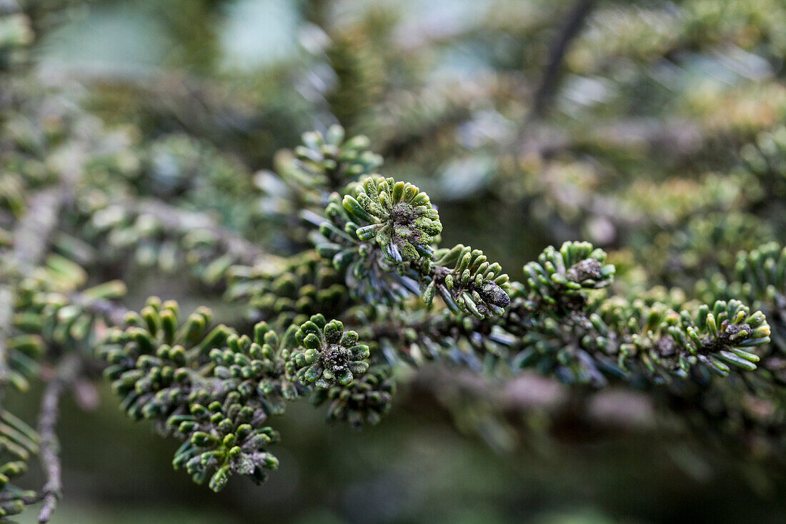 Abies koreana Brevifolia