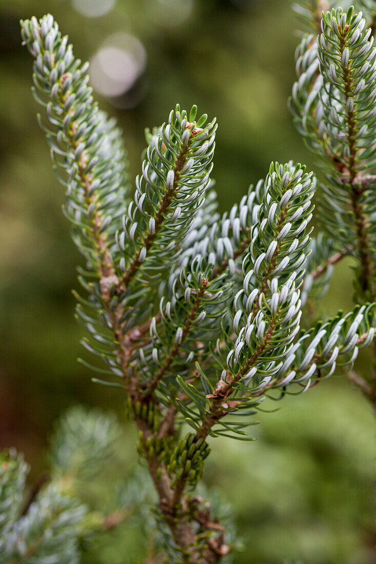 Abies koreana 'Silberlocke'