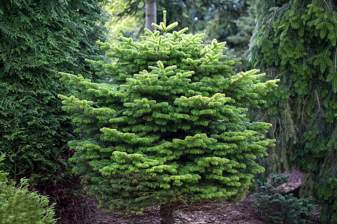 Abies nordmanniana 'Golden Spreader'