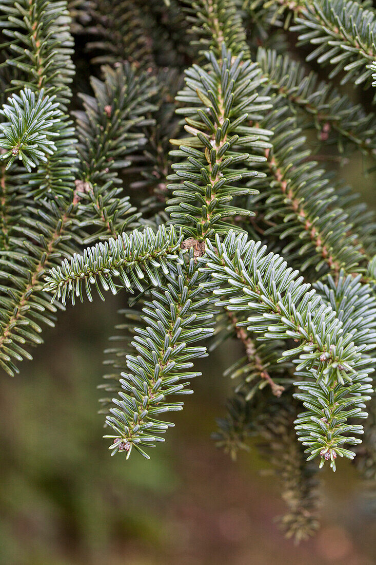 Abies pinsapo 'Kelleriis'