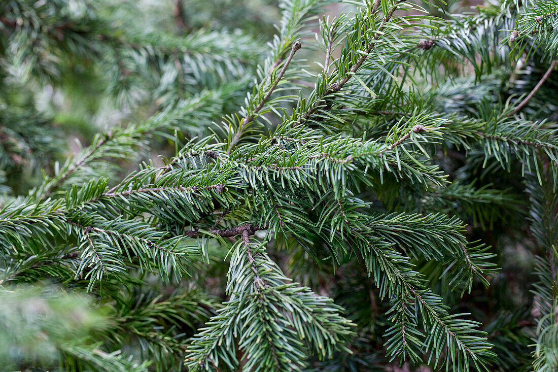 Abies sachalinensis