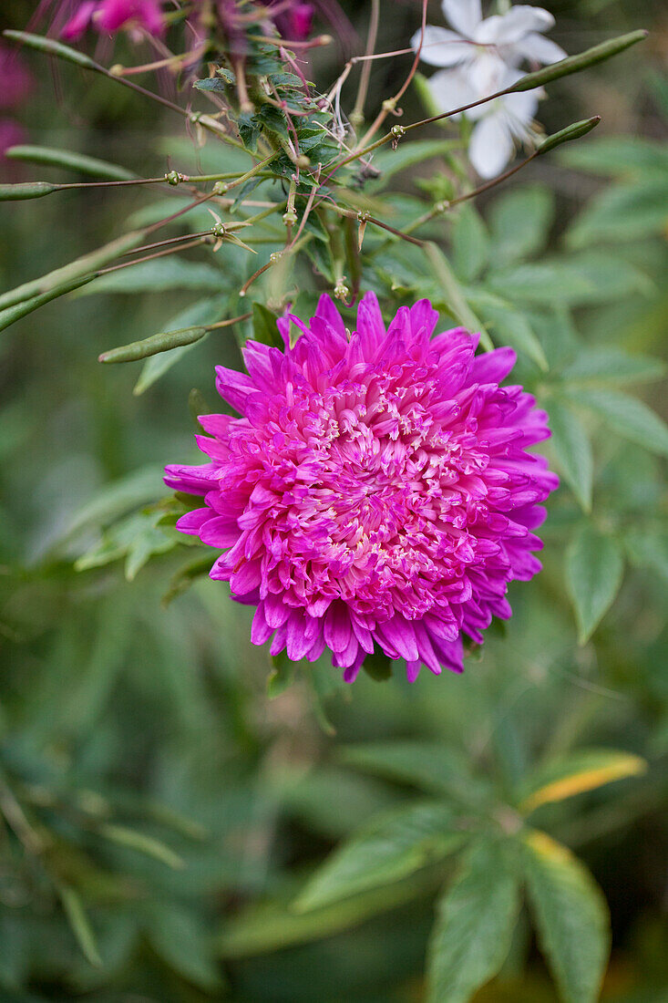 Callistephus chinensis 'Matador® Karmesin