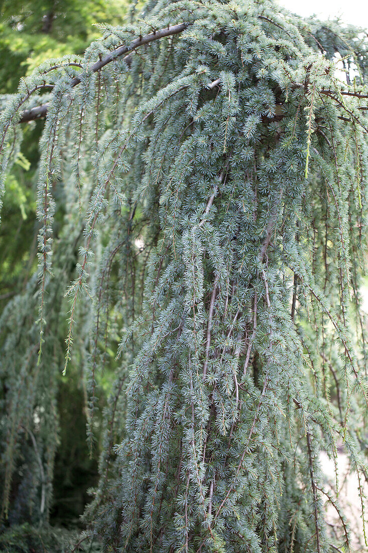 Cedrus atlantica 'Glauca Pendula