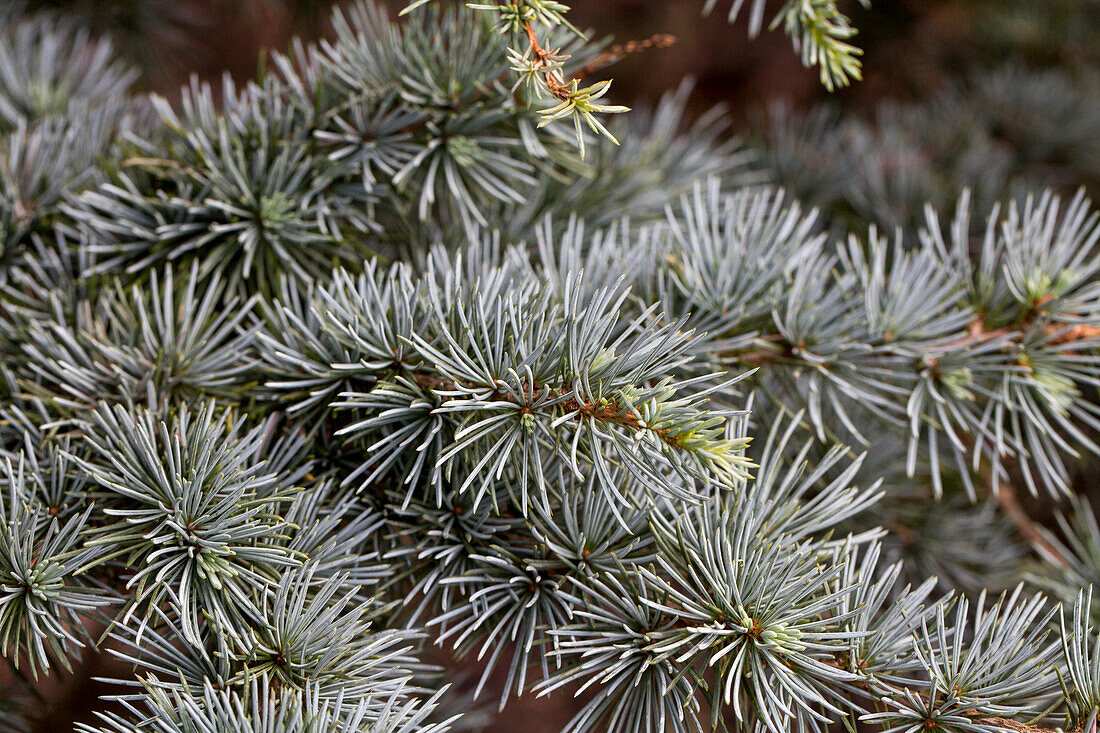 Cedrus atlantica 'Silberspitz'