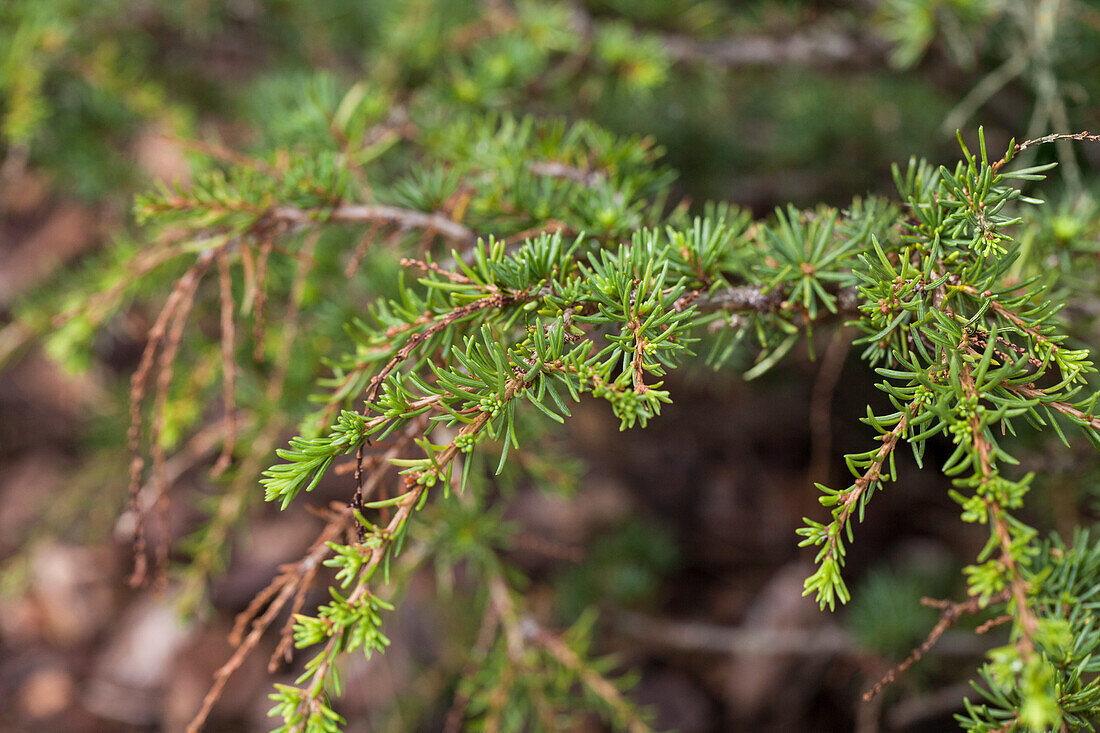 Cedrus brevifolia 'Nana Epstein'