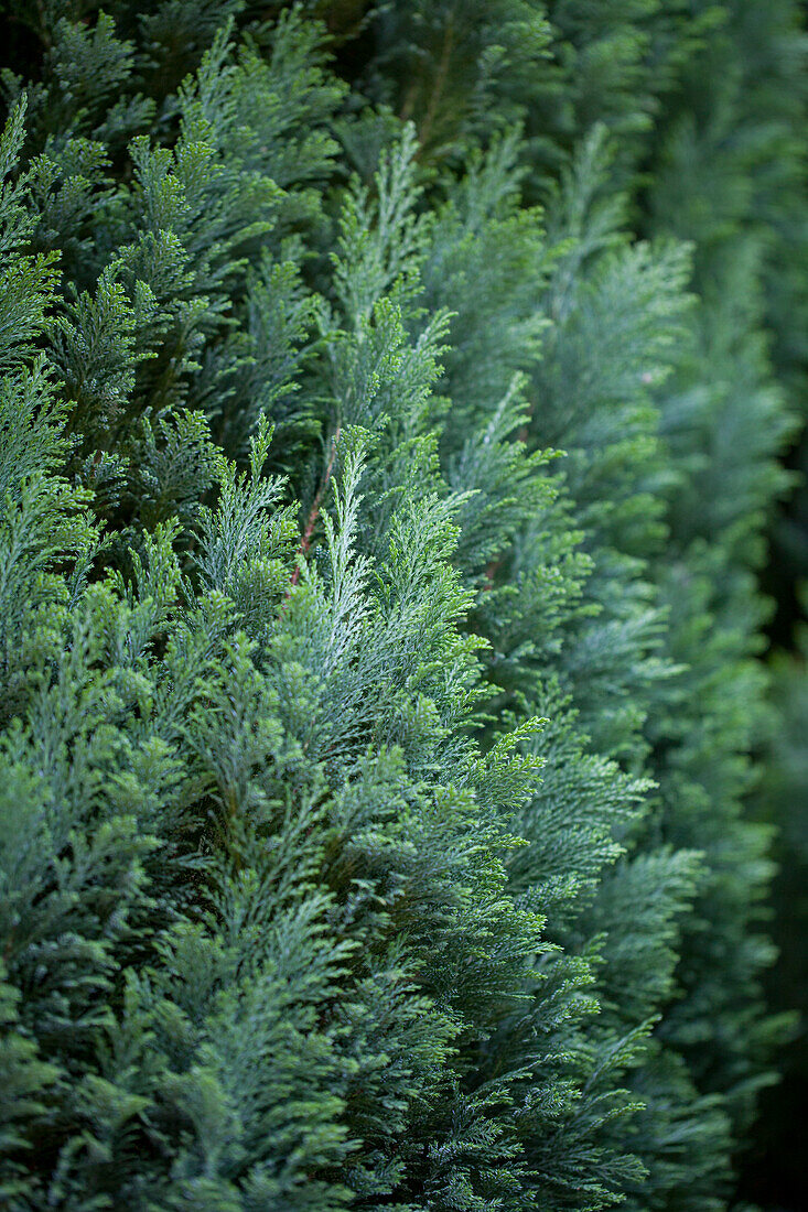 Chamaecyparis lawsoniana 'Ellwoodii'