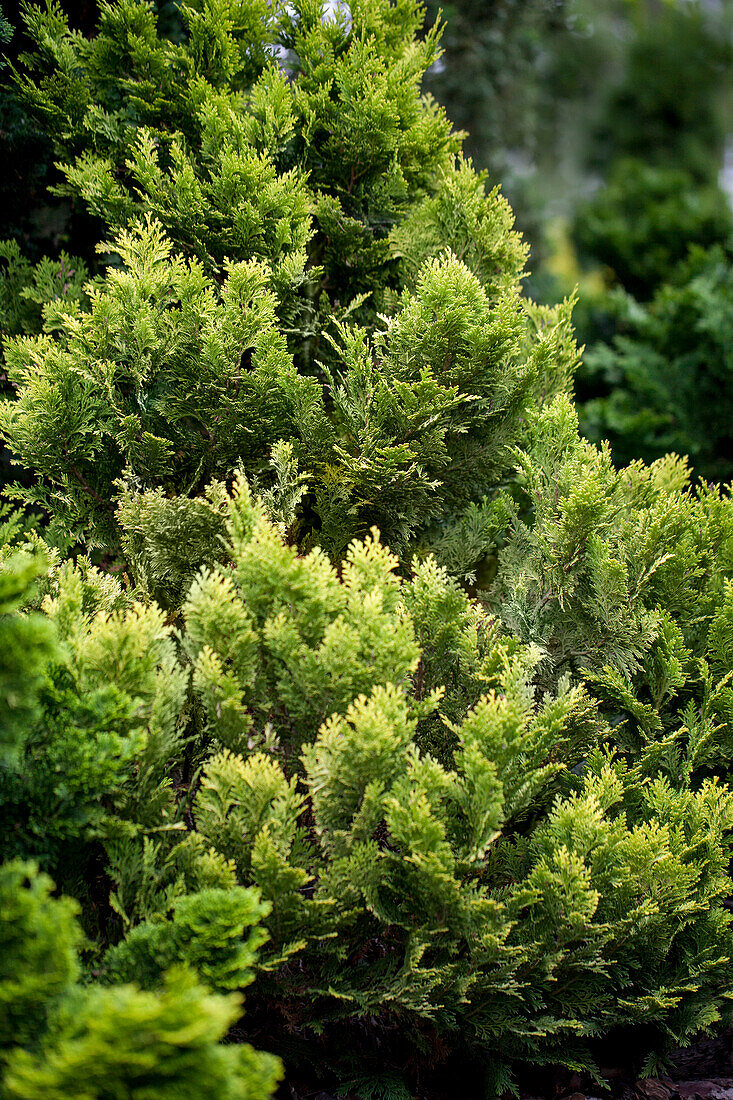 Chamaecyparis lawsoniana 'Minima Aurea'