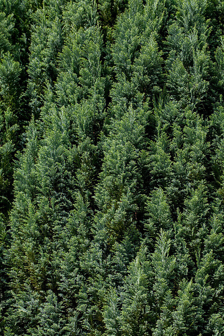 Chamaecyparis lawsoniana 'Snow White'®