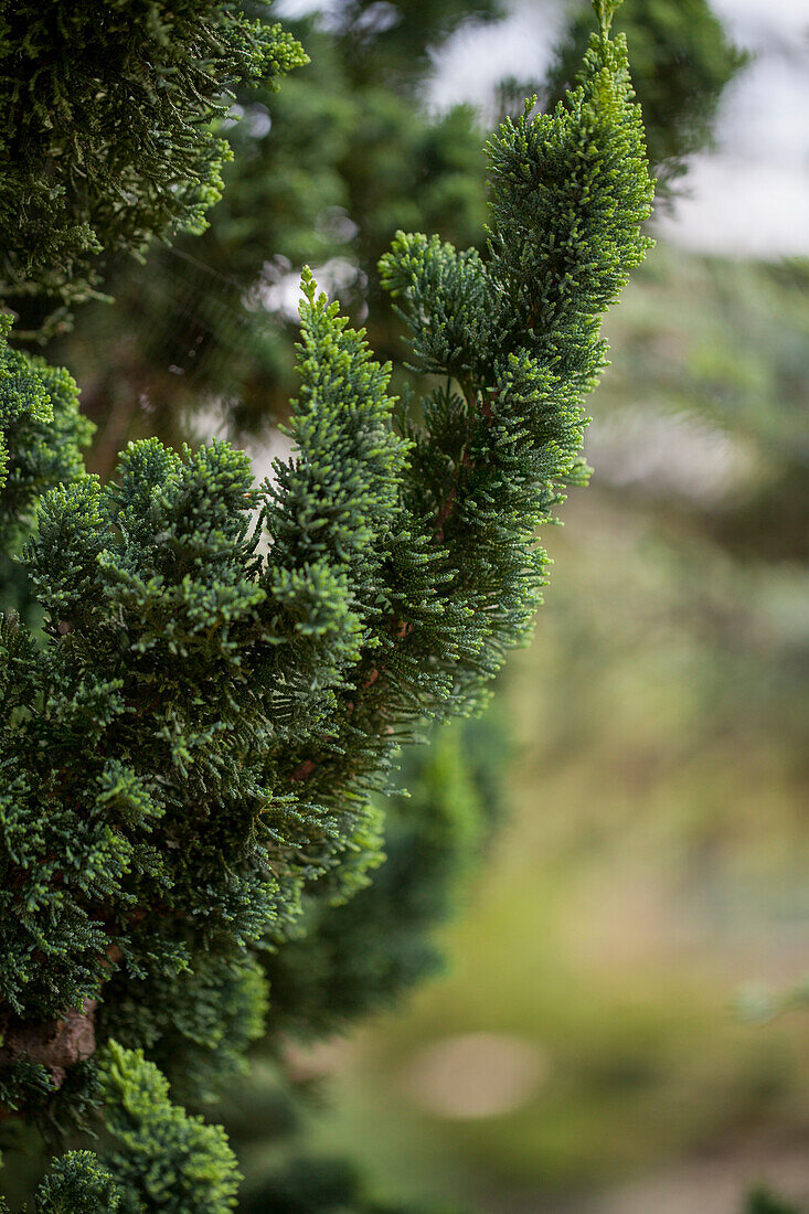 Chamaecyparis lawsoniana 'Wissel´s Saguaro'