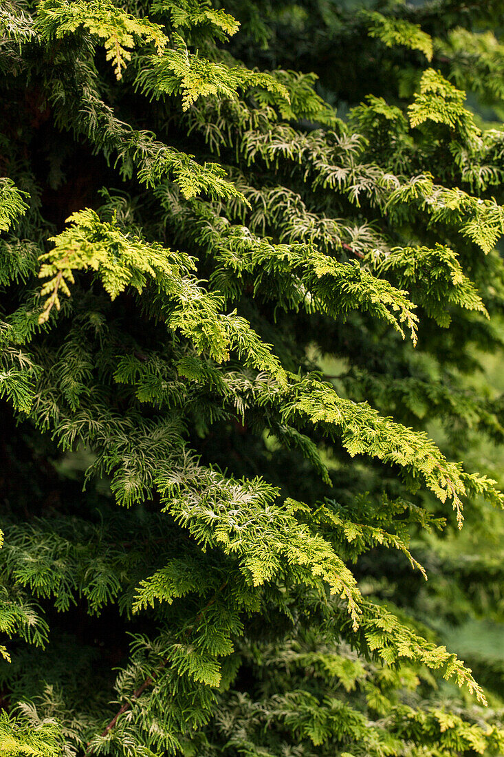 Chamaecyparis obtusa 'Fernspray Gold' (German)