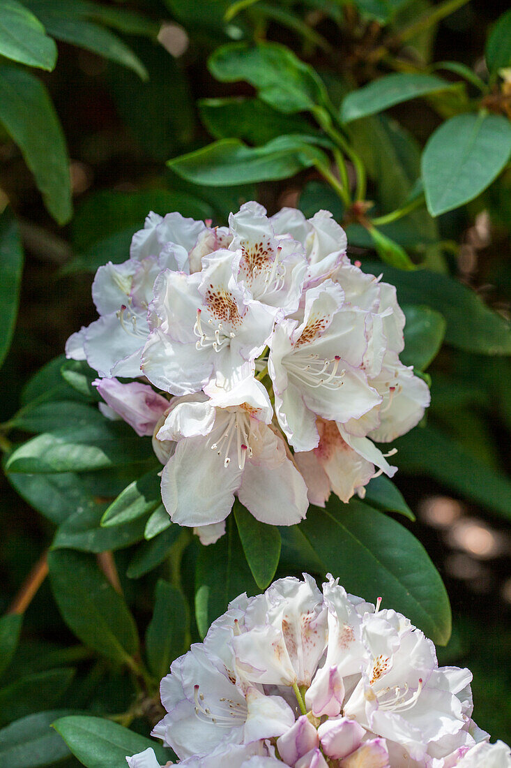 Rhododendron 'Mademoiselle Marie van Houtte'