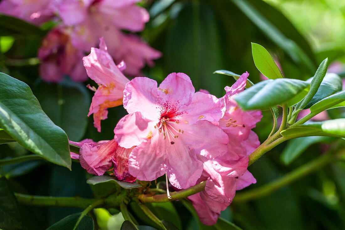 Rhododendron hybrid (large-flowered)
