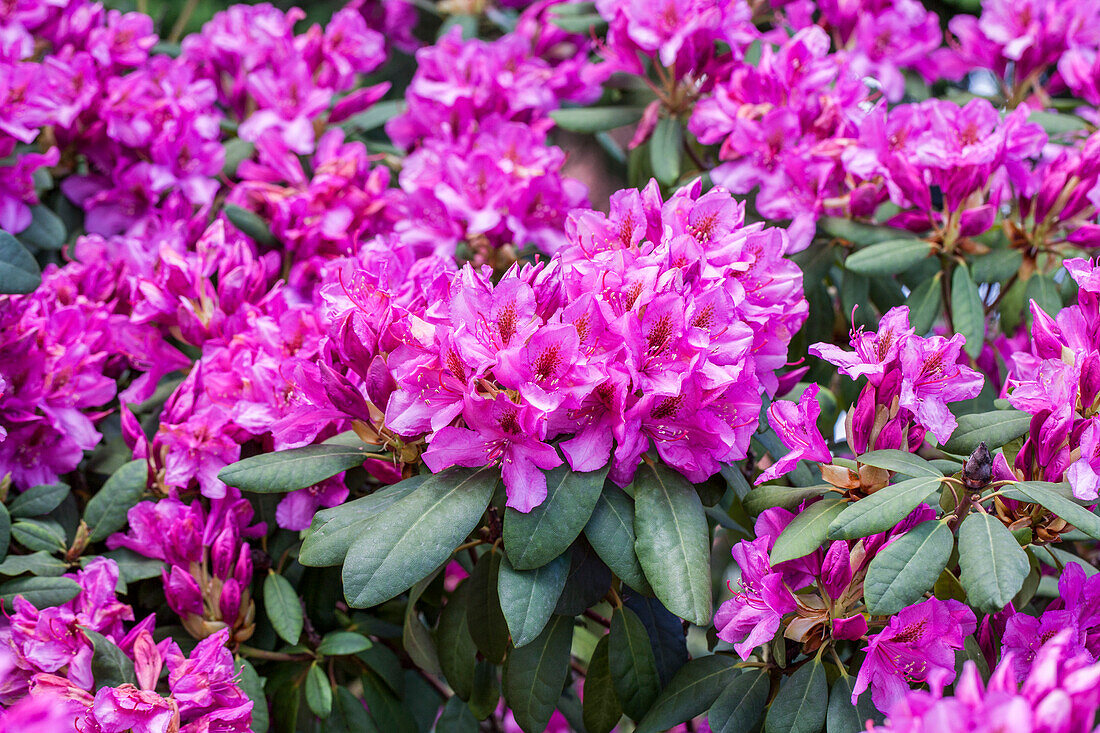 Rhododendron 'Maxwaldmädchen