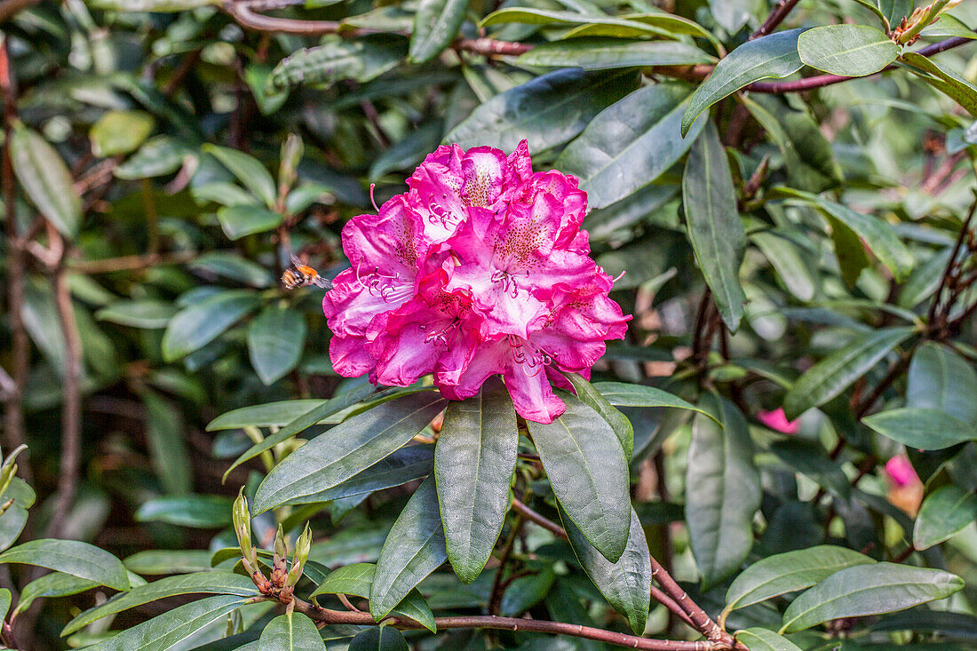 Rhododendron hybrid 'Mrs. John Penn