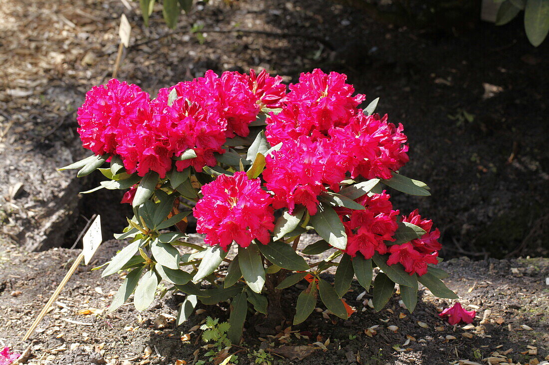 Rhododendron Hybride 'Mrs P. den Ouden'