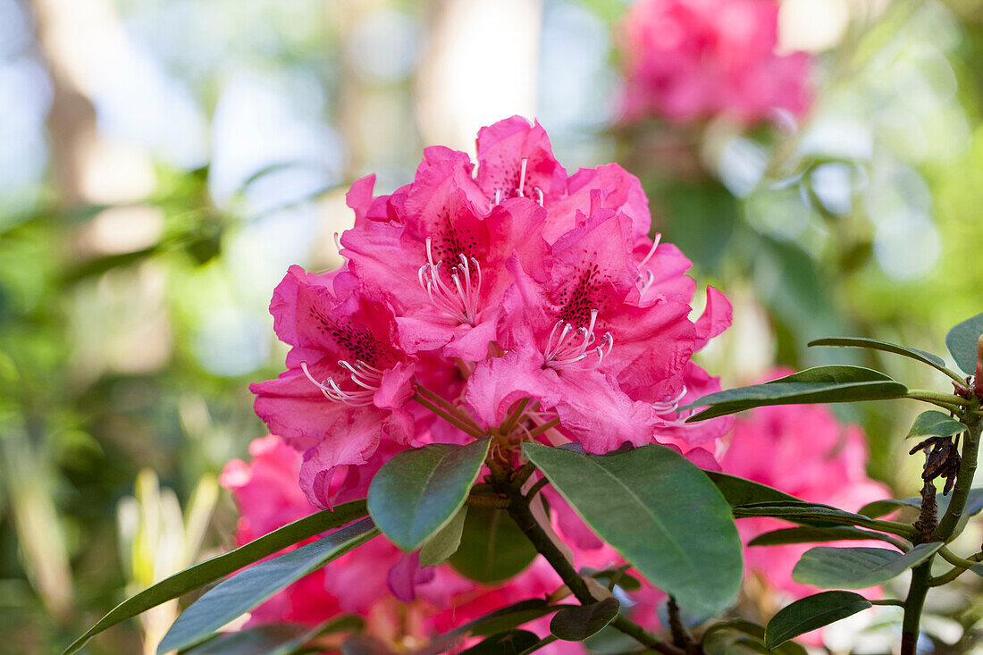 Rhododendron hybrid 'Mrs. R. S. Holford