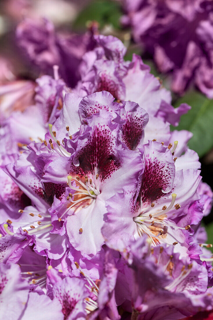 Rhododendron 'Pfauenauge'®