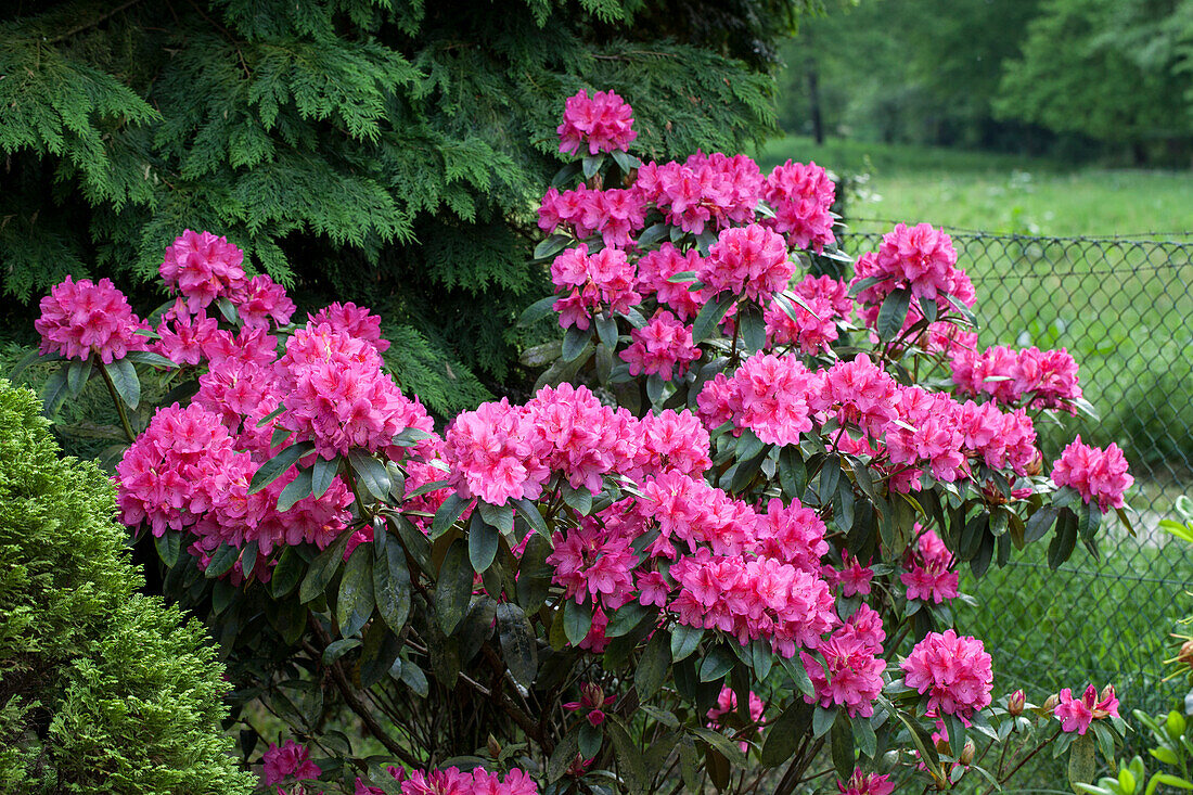 Rhododendron Hybride 'Pink Highlight'